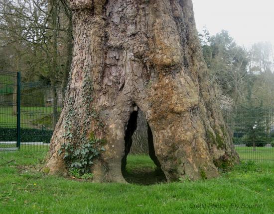 Port Boyer, arbre creux